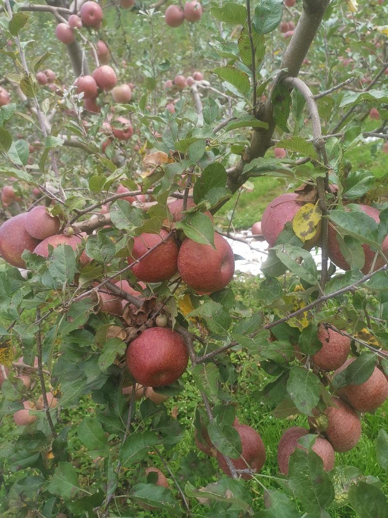 凉山州盐源县高原糖心苹果