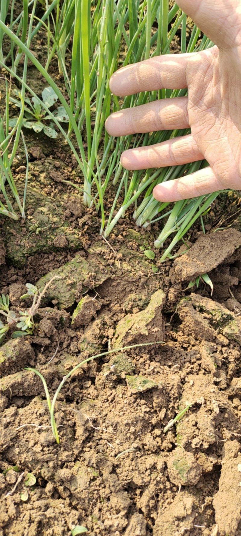 洋葱苗红皮洋葱苗二红半高桩高产洋葱苗栽苗现挖现发无土无杂