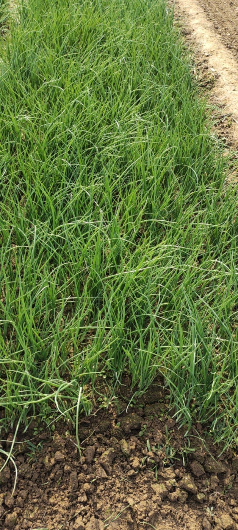 洋葱苗红皮洋葱苗二红半高桩高产洋葱苗栽苗现挖现发无土无杂