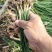 洋葱苗红皮洋葱苗二红半高桩高产洋葱苗栽苗现挖现发无土无杂