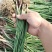 洋葱苗红皮洋葱苗二红半高桩高产洋葱苗栽苗现挖现发无土无杂
