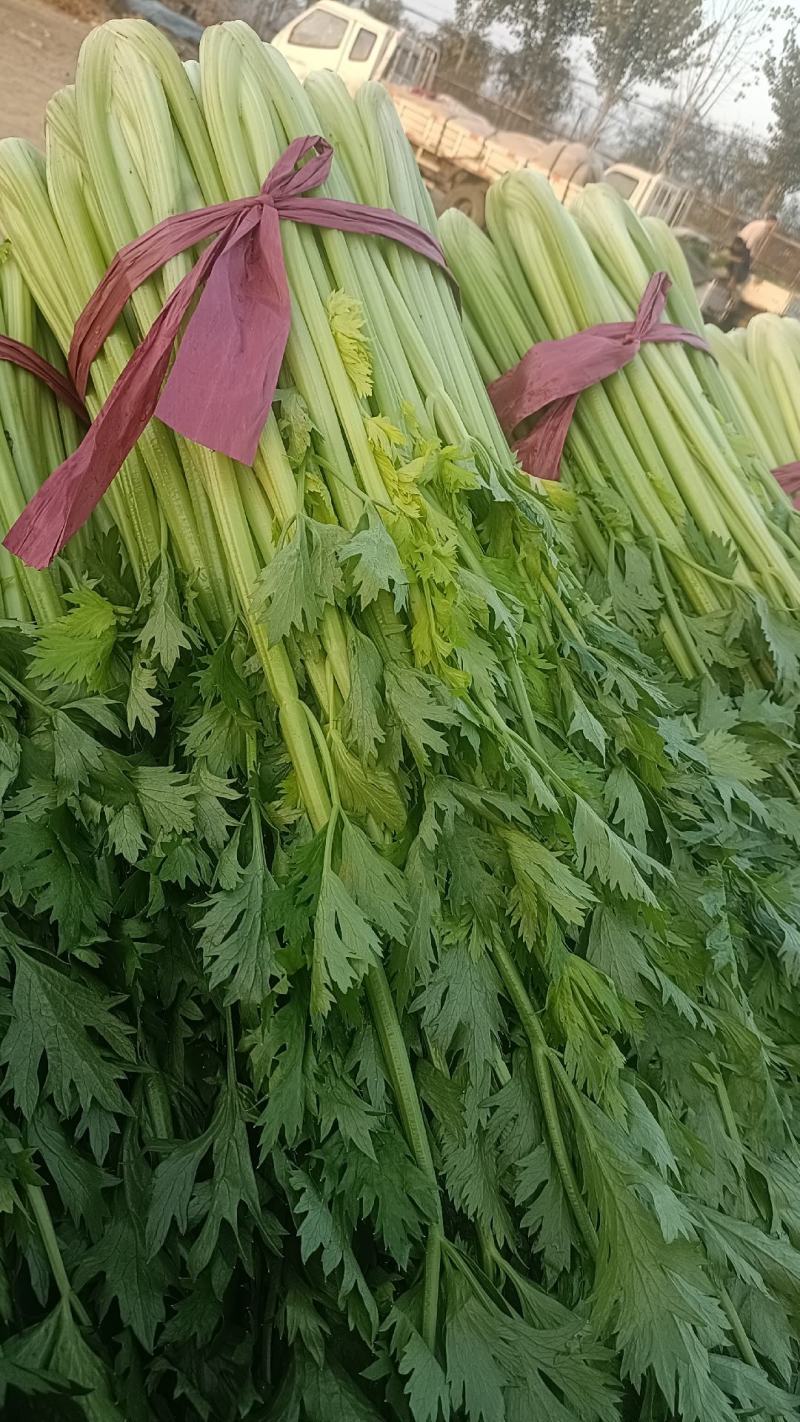 芹菜大量上市需要联系我