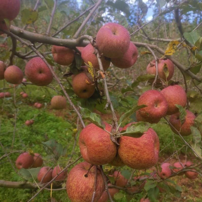 凉山州盐源县高原糖心苹果