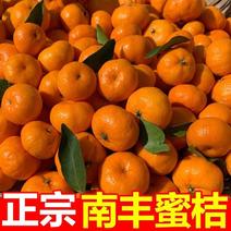 正宗南丰蜜橘（贡桔）现摘，果园发货，不催熟，不打蜡自然熟