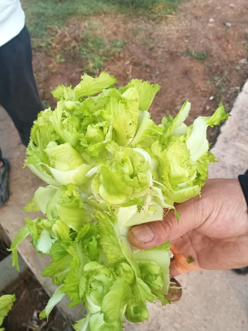 儿菜