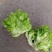 儿菜