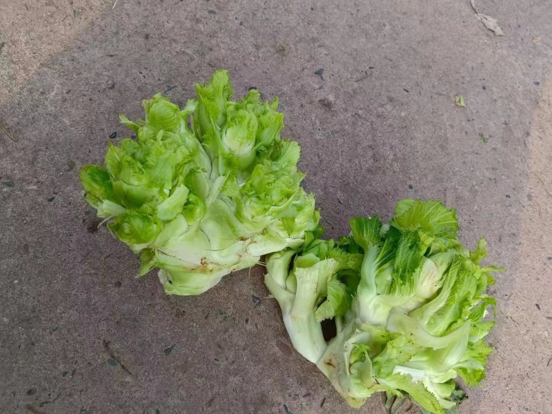 儿菜