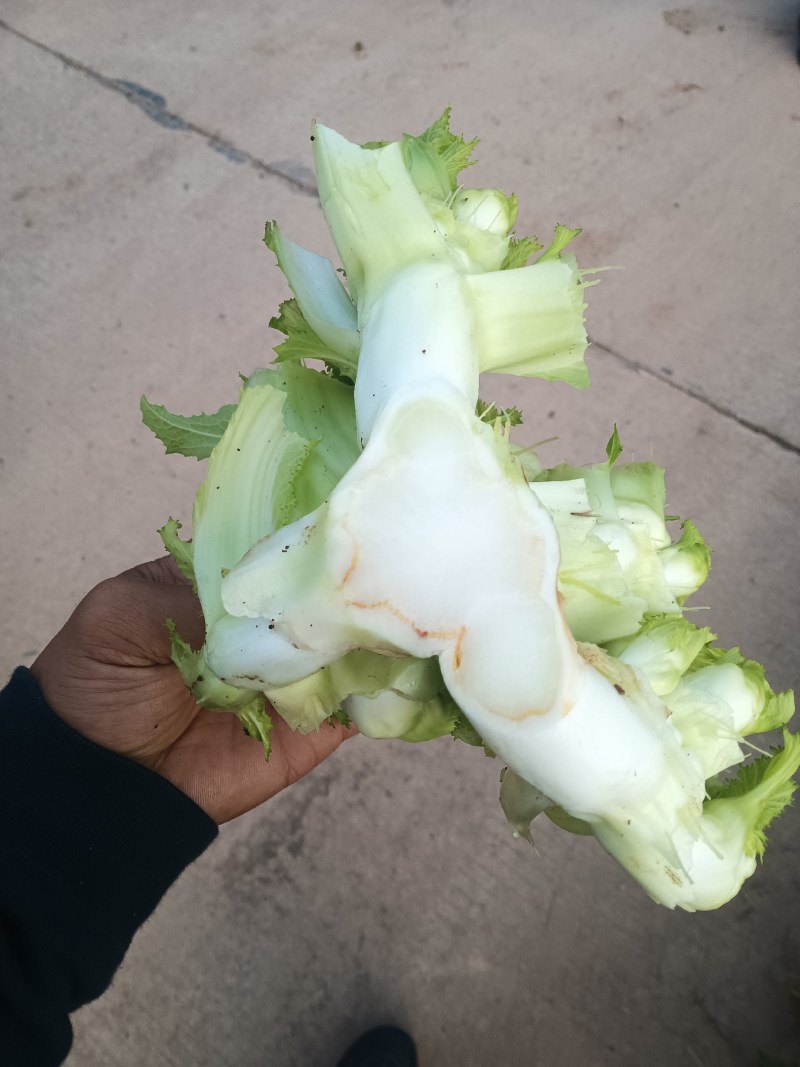 儿菜