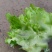 儿菜