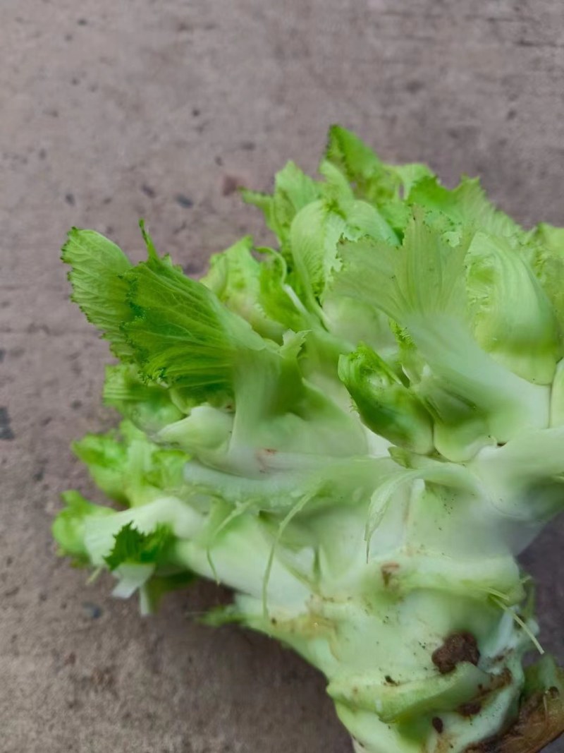 儿菜