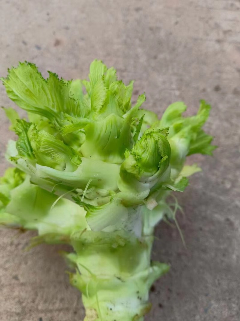 儿菜