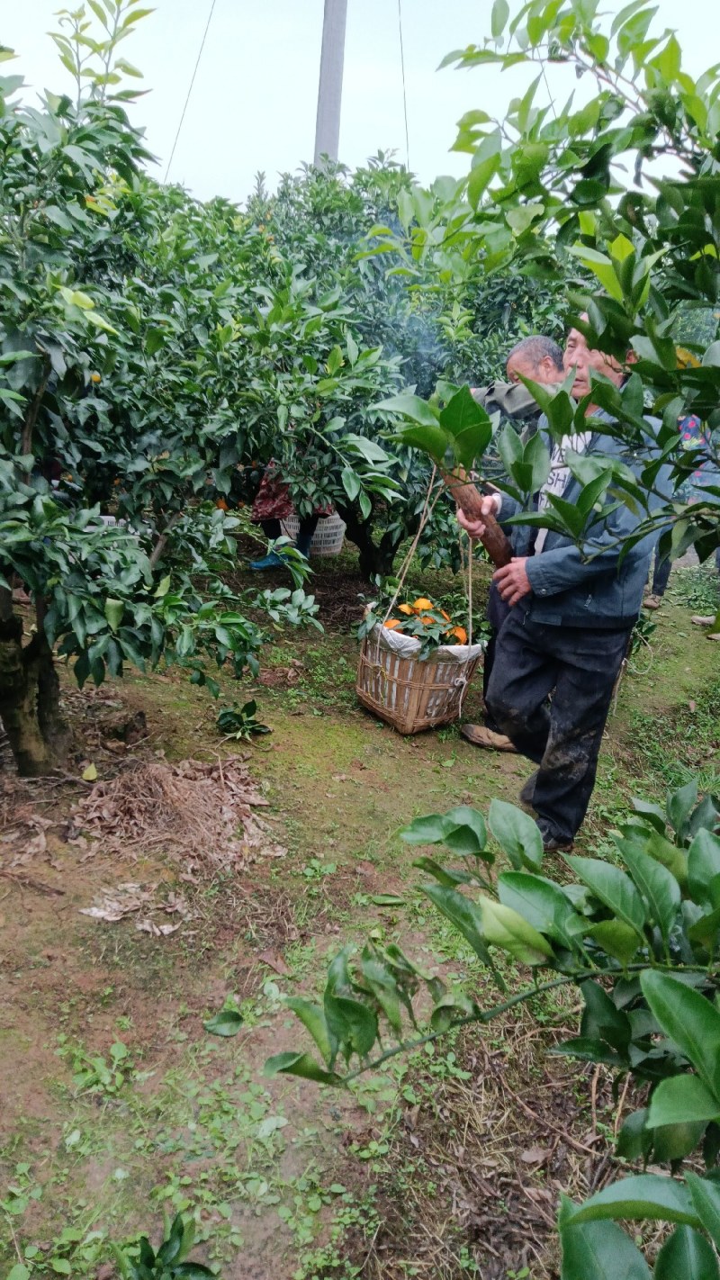 金堂爱媛果冻橙电商，团购，批发市场对接，