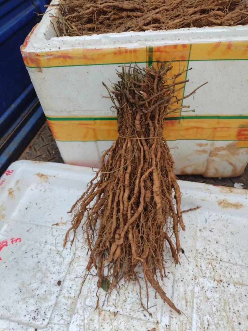 粉防己两年苗精品粉防己种苗根生苗