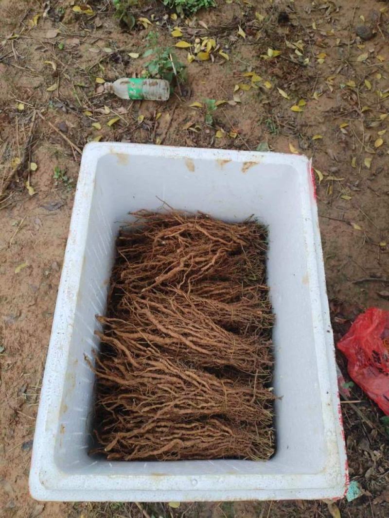 粉防己两年苗精品粉防己种苗根生苗