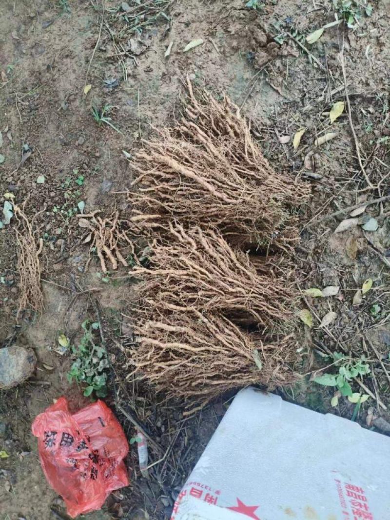 粉防己两年苗精品粉防己种苗根生苗