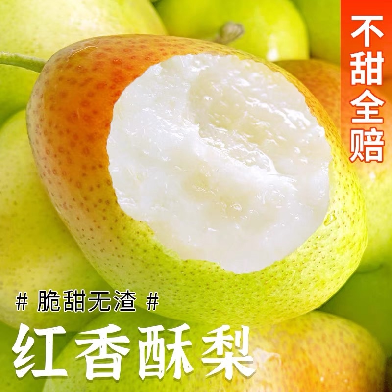 酥梨山西运城龙居红香酥梨现货供应保质保量欢迎咨询