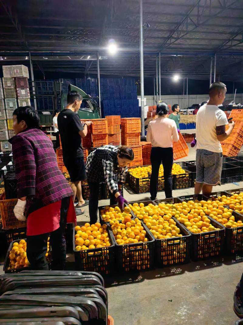 叶蜜大量热销产地批发收货质量保证爆汁纯甜价格便宜欢迎客户