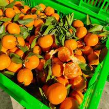 蜜橘大量热销产地批发收货质量保证爆汁纯甜价格便宜欢迎客户