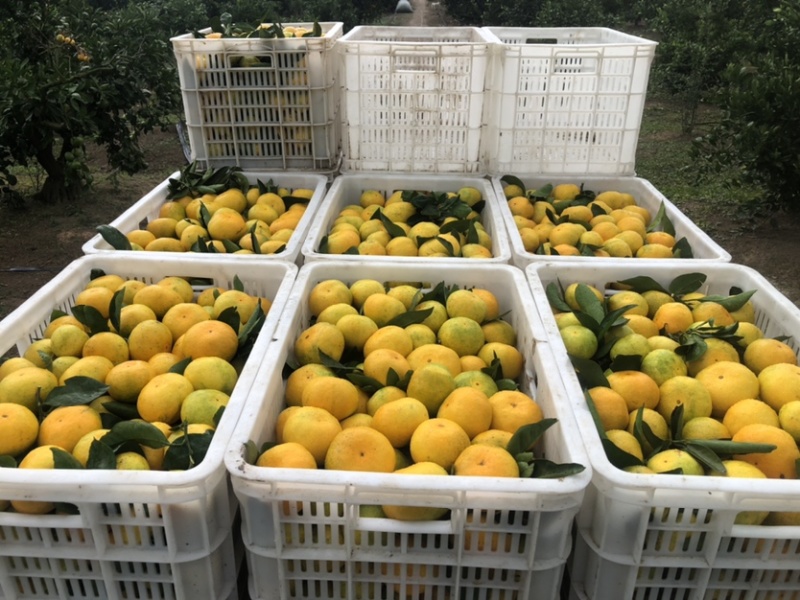 上海崇明横沙岛宫川蜜桔当天采摘当天发货当天装车