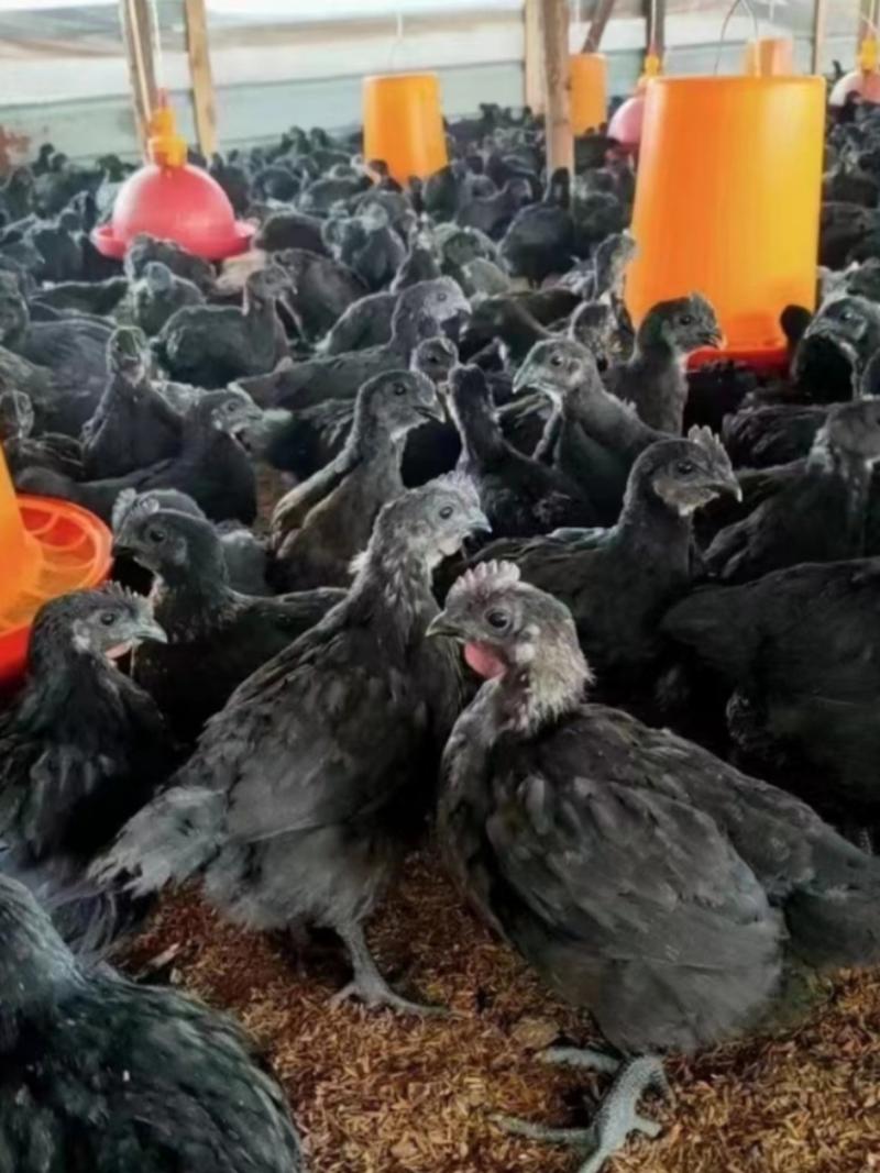 五黑鸡苗脱温鸡快产蛋2斤以上成年五黑一绿乌骨鸡