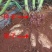云南天山雪莲果种球种子种苗支持一件代发批发万根苕菊薯秧苗