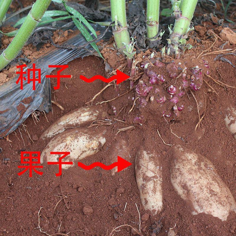 云南天山雪莲果种球种子种苗支持一件代发批发万根苕菊薯秧苗