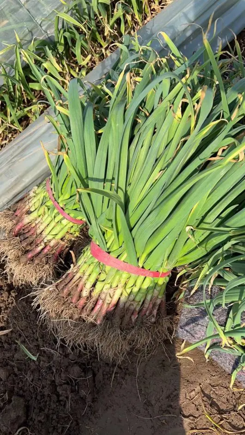 红根蒜苗河南蒜苗大量上市中货源充足物美价廉到货无忧欢迎联