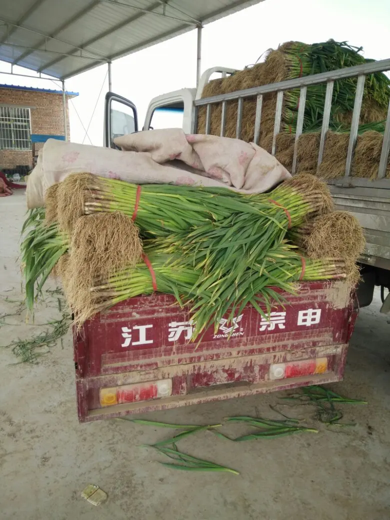 红根蒜苗河南蒜苗大量上市中货源充足物美价廉到货无忧欢迎联