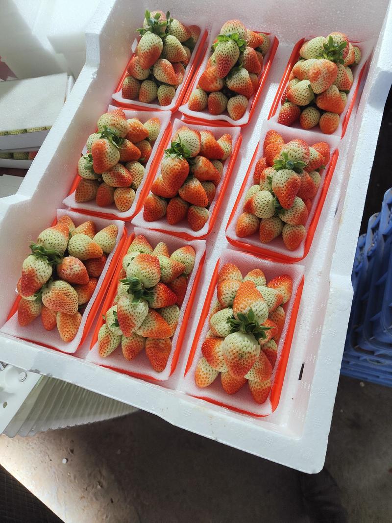 会泽四季草莓种植基地，大量供应，可视频看货，欢迎来电