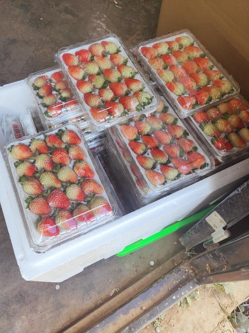 会泽四季草莓种植基地，大量供应，可视频看货，欢迎来电