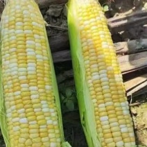《超标货》金银双色水果玉米，大量供应，产地直发，一手货源