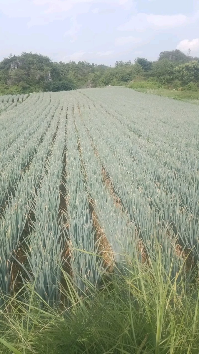 贵州安顺西秀区精品山药吃味好耐运输，质量杠杠的