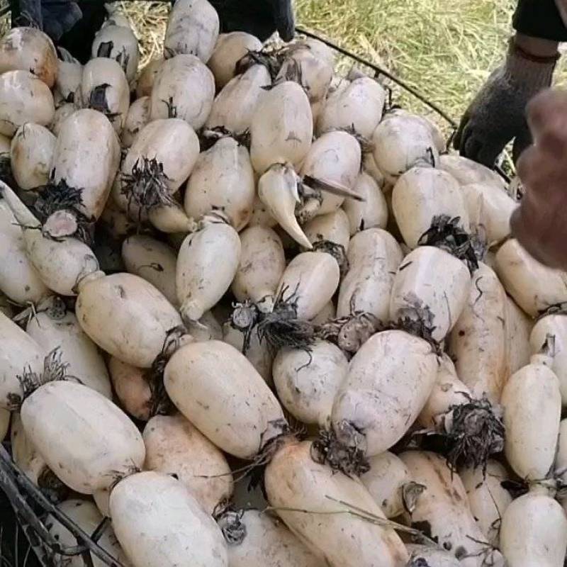 山东济宁市皖新种植基地，欢迎新老客户前来订购。