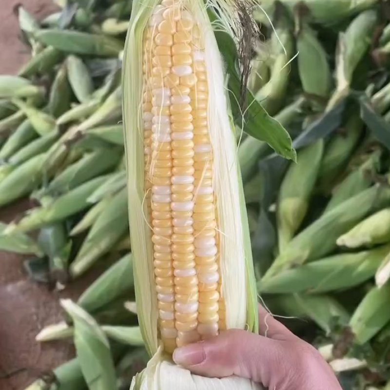 《超标货》金银双色水果玉米，大量供应，产地直发，一手货源
