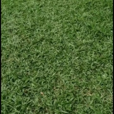 精品草皮