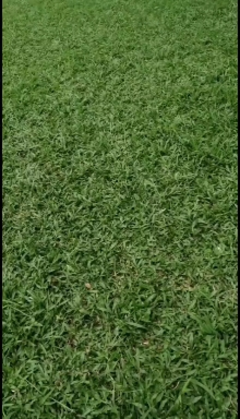 精品草皮