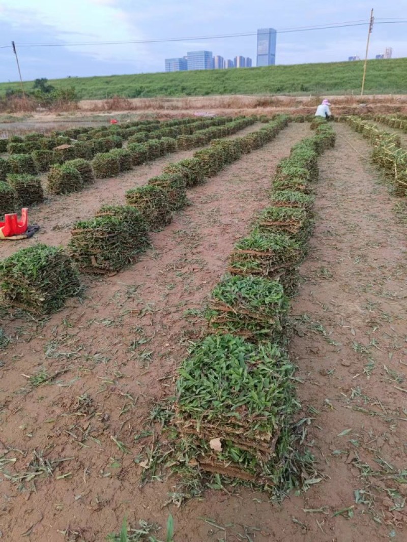 精品草皮