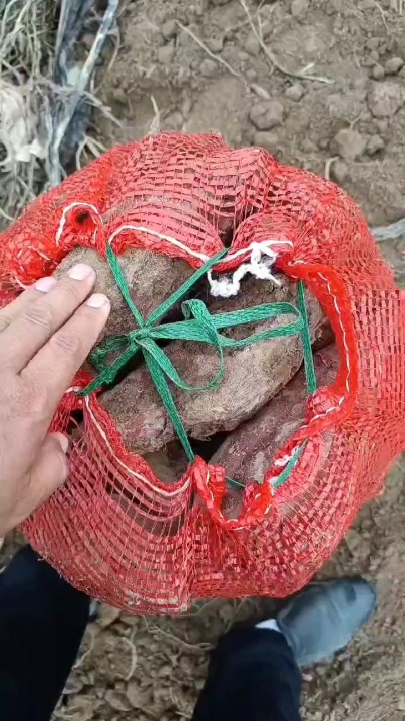 精选优质凌紫大量上市，欢迎各地客商前来咨询选购