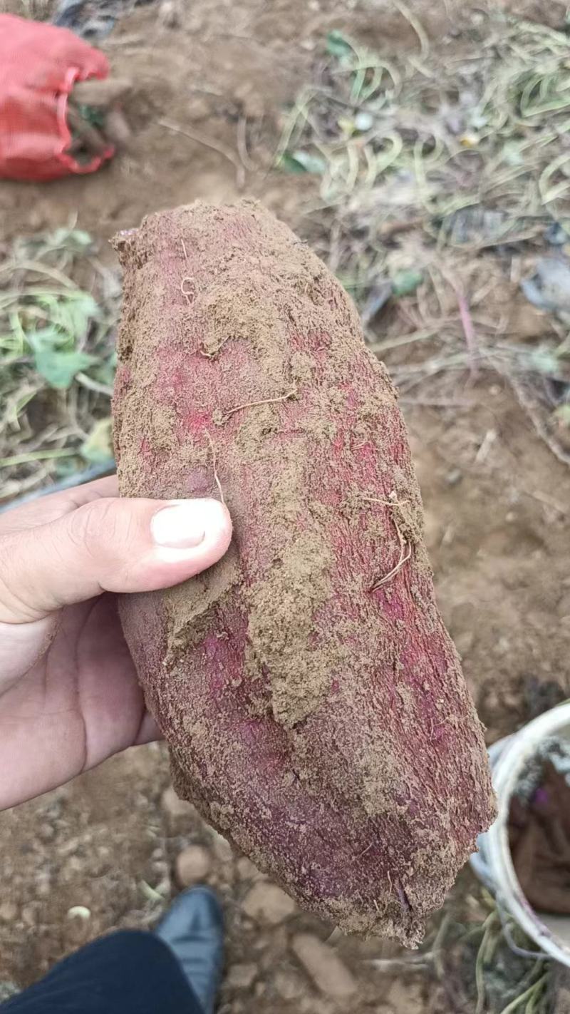 精选优质凌紫大量上市，欢迎各地客商前来咨询选购
