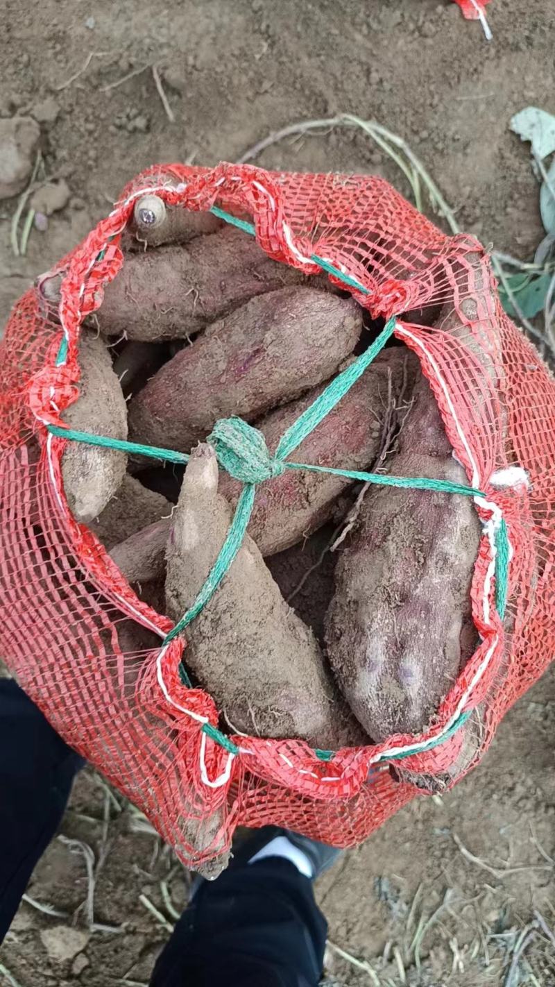 精选优质凌紫大量上市，欢迎各地客商前来咨询选购