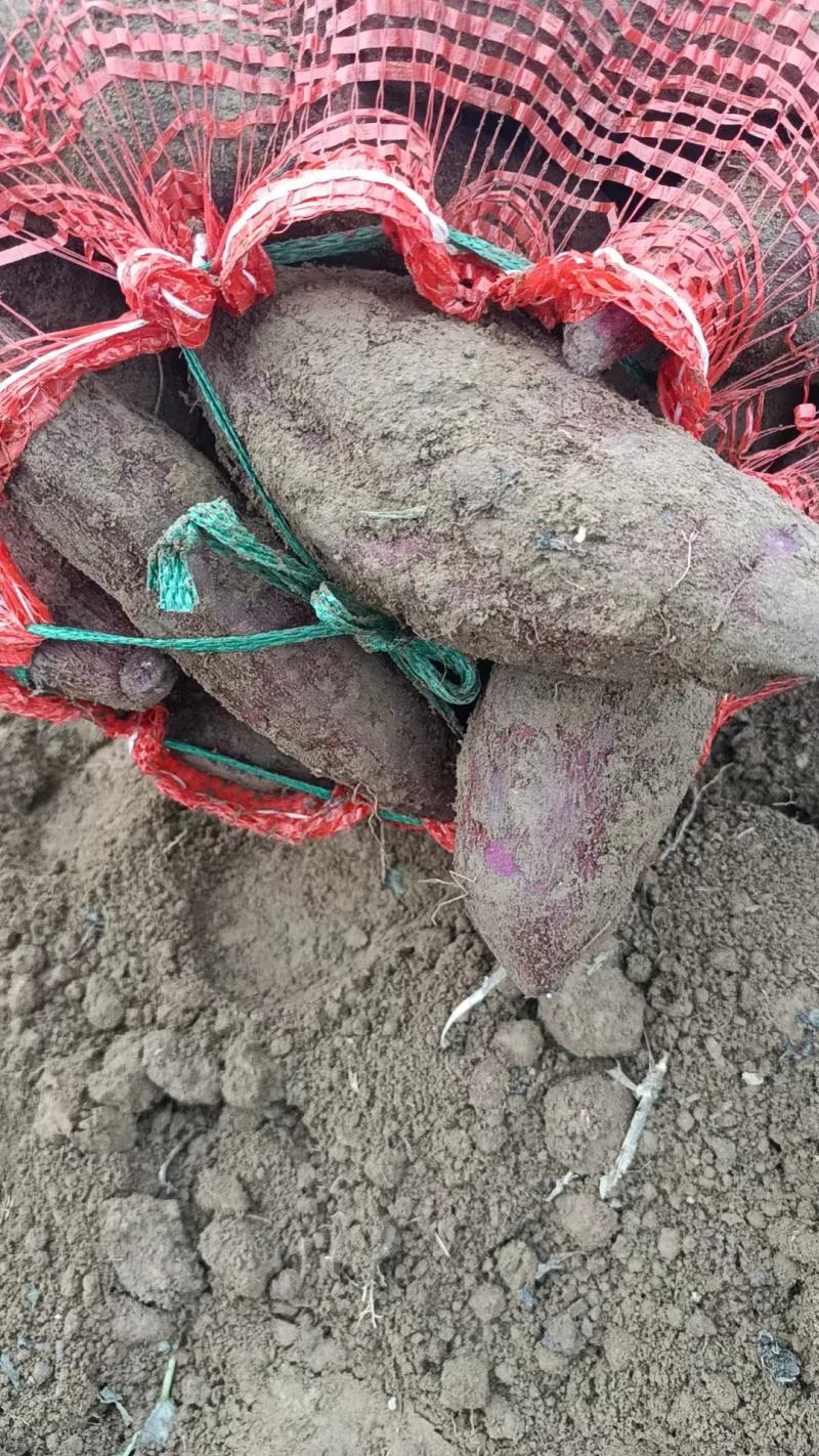 精选优质凌紫大量上市，欢迎各地客商前来咨询选购