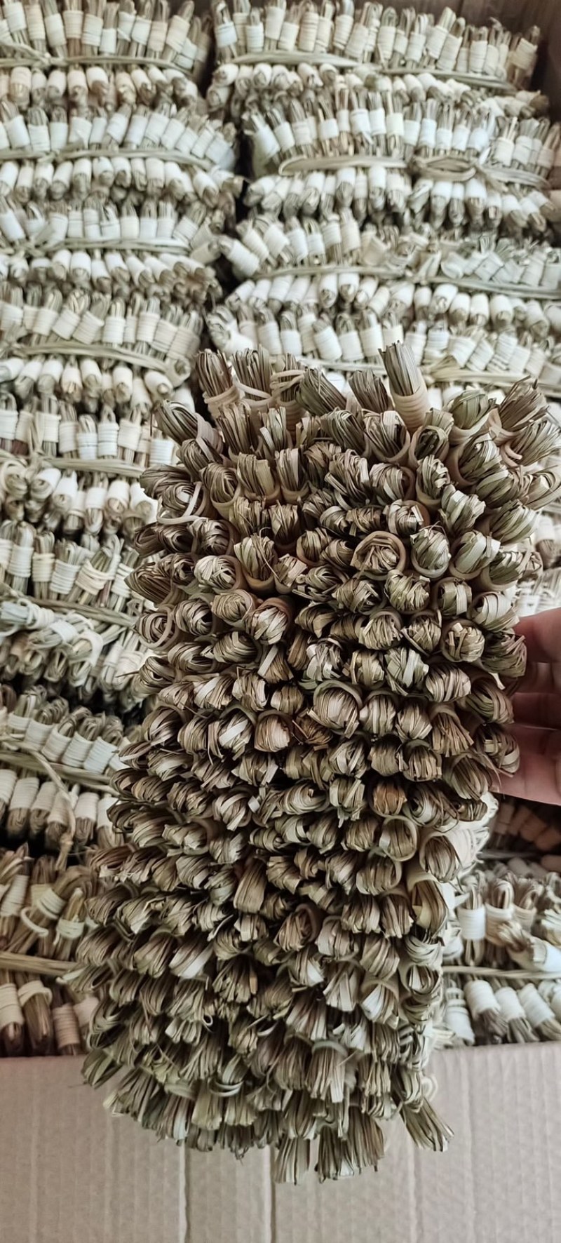 灯心草按把发货不按重量灯心草