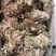 金钱草切段扎巴两种规格3公斤起发