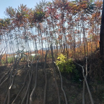 山西火炬1一6公分山西火炬种植基地。
