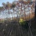 山西火炬1一6公分山西火炬种植基地。