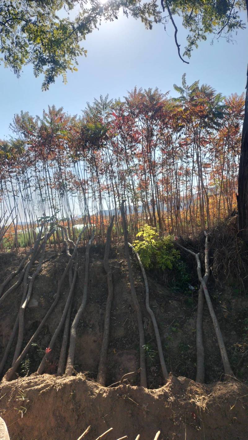 山西火炬1一6公分山西火炬种植基地。