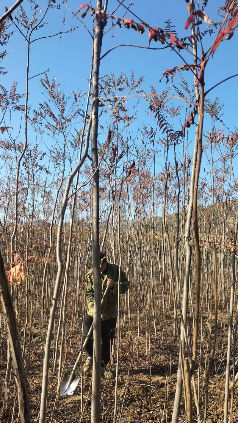 山西火炬1一6公分山西火炬种植基地。