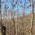 山西火炬1一6公分山西火炬种植基地。