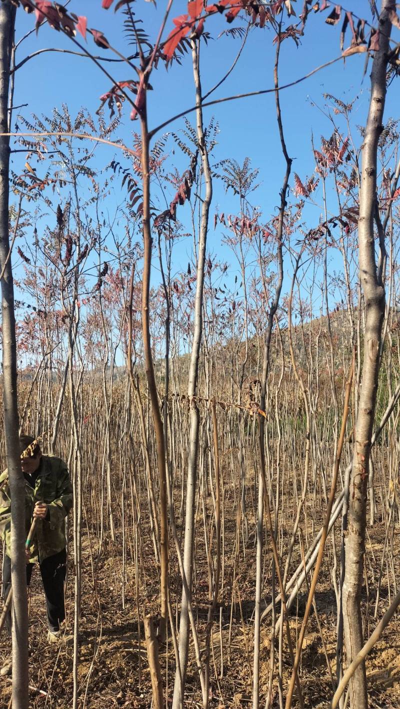 山西火炬1一6公分山西火炬种植基地。