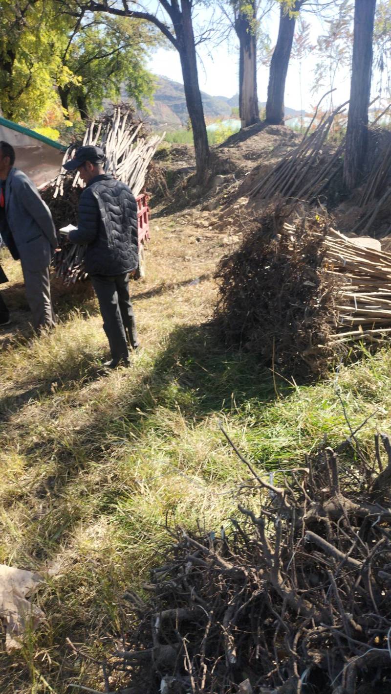山西火炬1一6公分山西火炬种植基地。